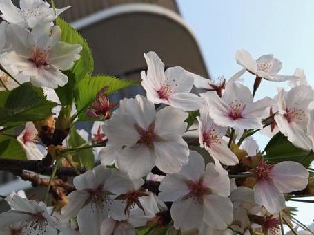 桜 桜 桜,花見,満開の写真素材