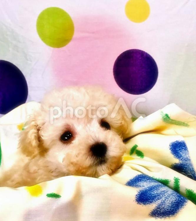 何、考えているの？　アレン君 ティーカッププードル,子犬,犬の写真素材