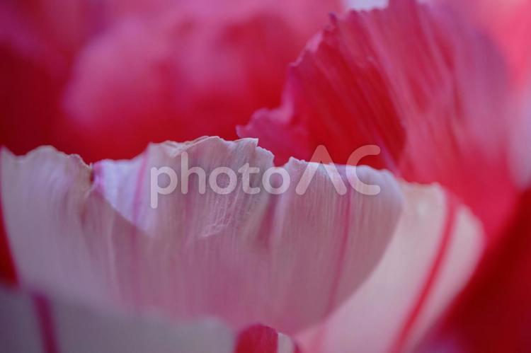 背景素材　鮮かな牡丹の花びら 背景,牡丹,フローラルの写真素材