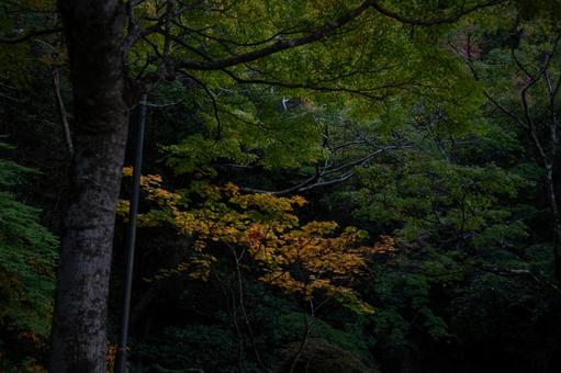 箕面の紅葉 箕面の紅葉の写真