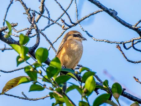 枝にとまるモズ モズ,百舌鳥,野鳥の写真素材