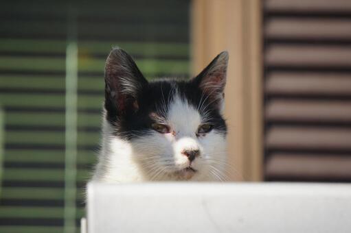 Photo, cat, fluffy, tiny, 