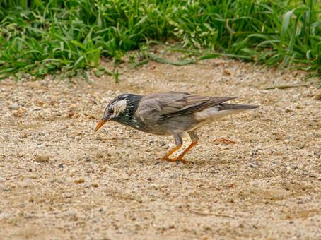 Starling walking on the ground, JPG Starling walking on the ground, JPG