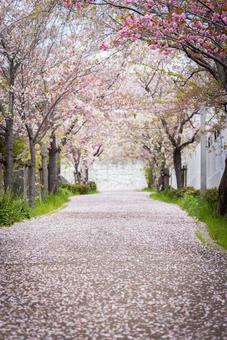 Cherry blossoms falling, JPG Cherry blossoms falling, JPG