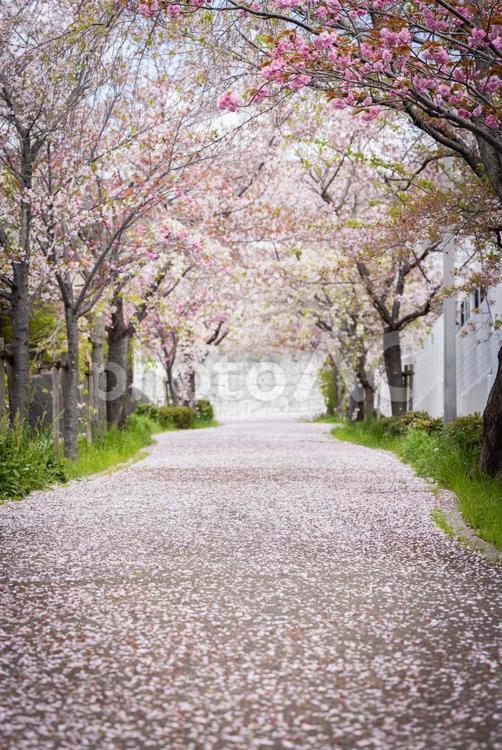 桜の花が落ちる道 桜,サクラ,春の写真素材