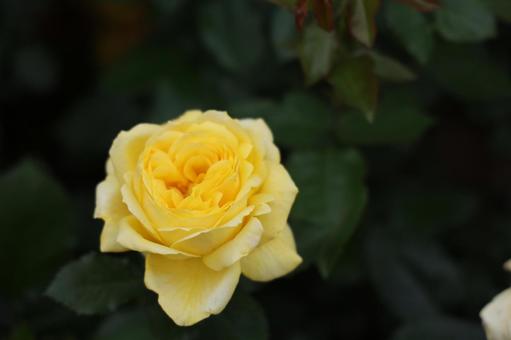 深みのある黄色の薔薇の写真