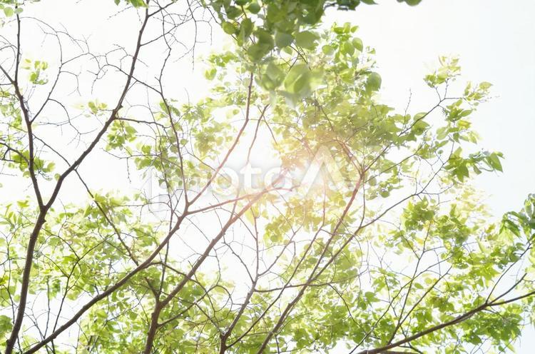 木の枝の陽光 木,枝,葉の写真素材