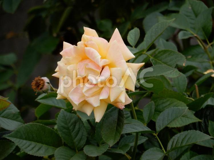 【薔薇の写真】バラの花 バラ,薔薇,植物の写真素材