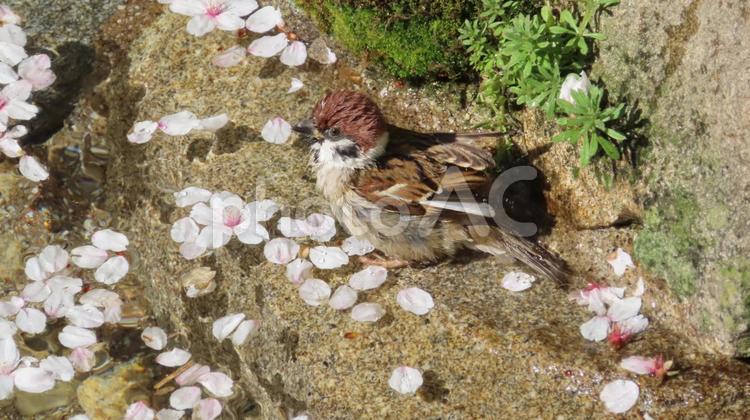 花いかだを眺める風情を解する日本の雀 桜,春,四季の写真素材