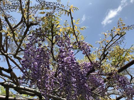 藤棚３ 藤棚,藤,風景の写真素材