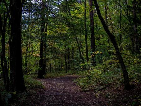 烏川渓谷緑地の落ち葉の道 ハイキング,山,森林の写真素材