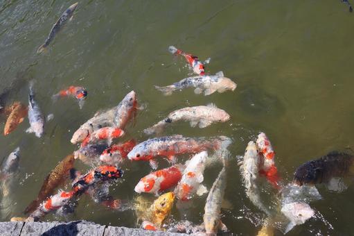 たくさんの錦鯉のいる池 たくさんの錦鯉のいる池 たくさん,錦鯉,いるの写真素材