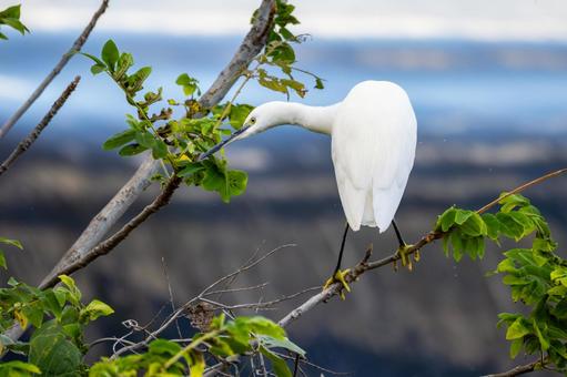 コサギ(39) 鳥,コサギ,鳥類の写真素材