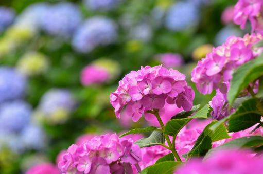 紫陽花 紫陽花の写真