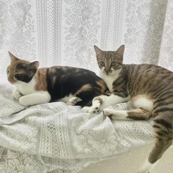 いつまでも一緒 いつまでも一緒 仲良し,猫,2匹の写真素材