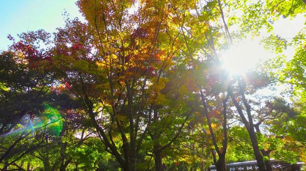 姫路城 好古園25 紅葉,秋,木漏れ日の写真素材