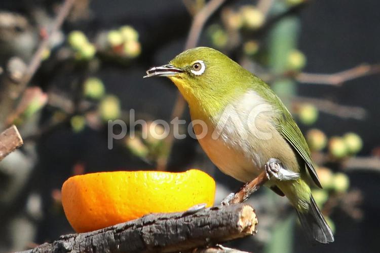 メジロとみかん 野生動物,屋外で,鳥類のの写真素材