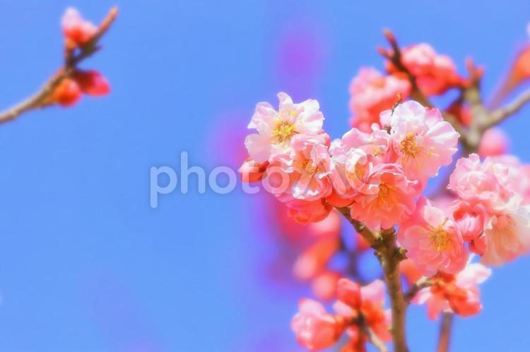 快晴の青空と美しい薄桃色の梅の花 植物,花,梅の写真素材