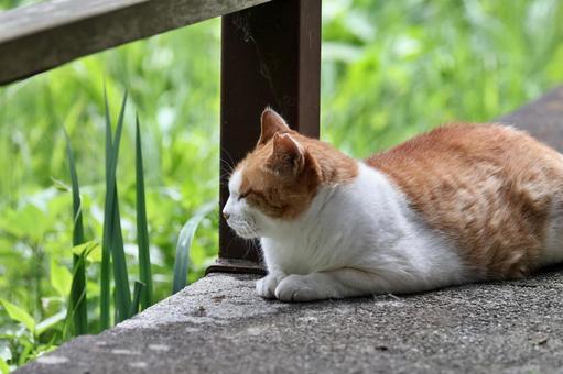 欄干の下で座って寝る野良猫 ネコ,野良猫,ネコ科の写真素材