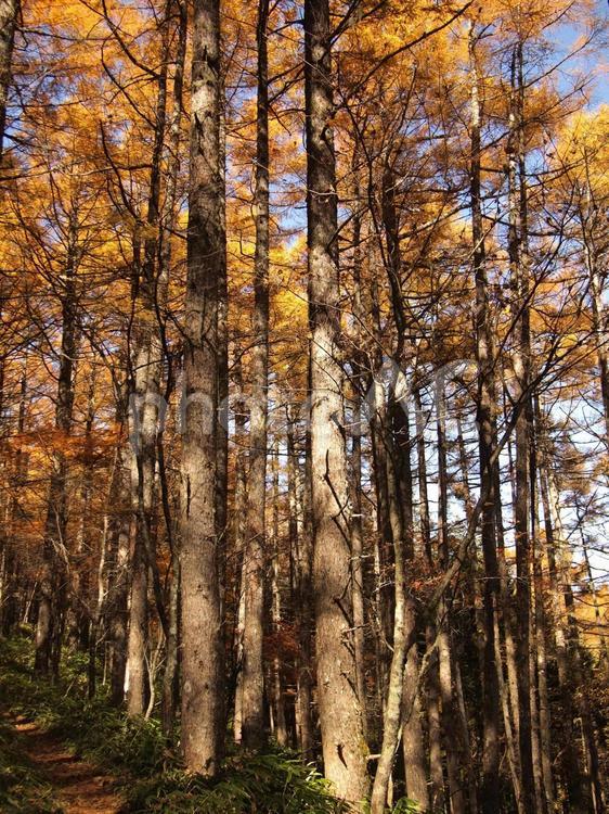 秋の原生林 紅葉,森林浴,秋の写真素材