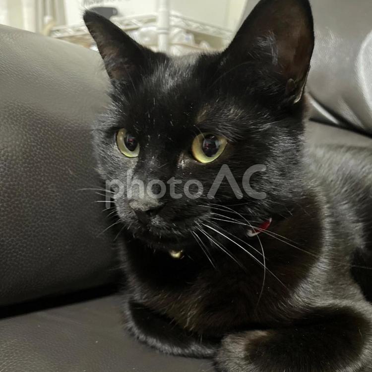 くつろぐ黒猫 ネコ,動物,ペットの写真素材