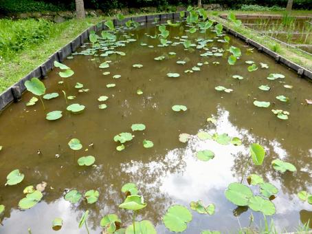 5月下旬の鎌倉中央公園、ハス池の様子 5月下旬の鎌倉中央公園、ハス池の様子 ハス,植物,葉の写真素材