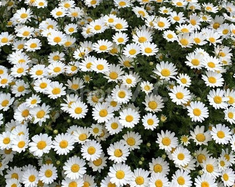 白いマーガレット　横 マーガレット,花,植物の写真素材