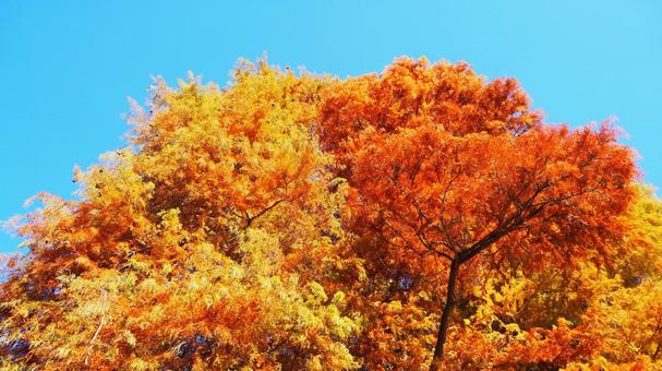秋の水元公園・オレンジ色の紅葉（葛飾区） 秋,水元公園,紅葉の写真素材