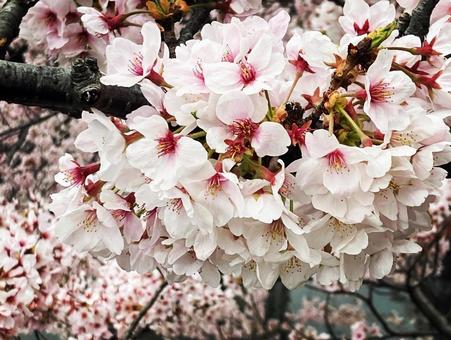 春の桜 春の桜の写真