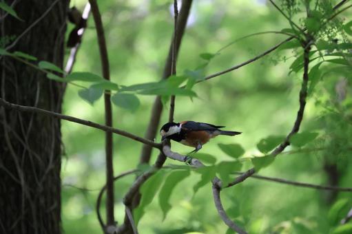 Varied tit perched on a tree branch with green leaves, green, leaf, wood, JPG