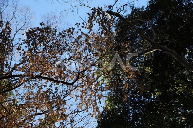 冬の木の葉 木の葉,冬,木の写真素材