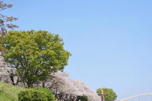 さくらと青空 さくらと青空の写真