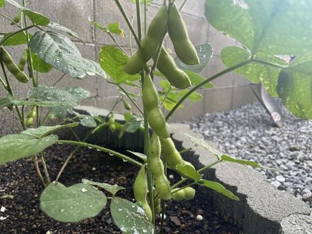 収穫できそうな枝豆 収穫できそうな枝豆 収穫できそう,枝豆,家庭菜園の写真素材