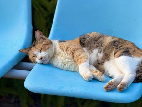 イスの上で眠る三毛猫 イスの上で眠る三毛猫 ネコ,保護猫,猫の写真素材
