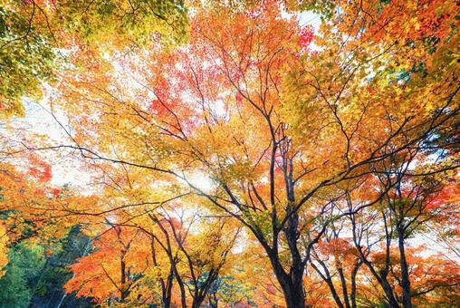 北海道の紅葉 北海道の紅葉 紅葉,秋,季節の写真素材