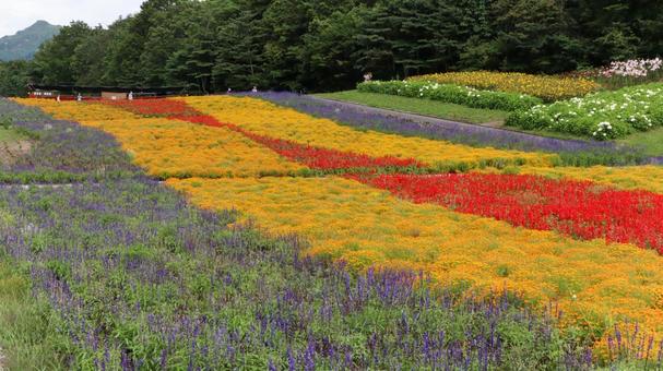 ラベンダーとサルビアとマリーゴールド花畑 ラベンダーとサルビアとマリーゴールド花畑 たんばらラベンダーパーク,サルビア,マリーゴールドの写真素材