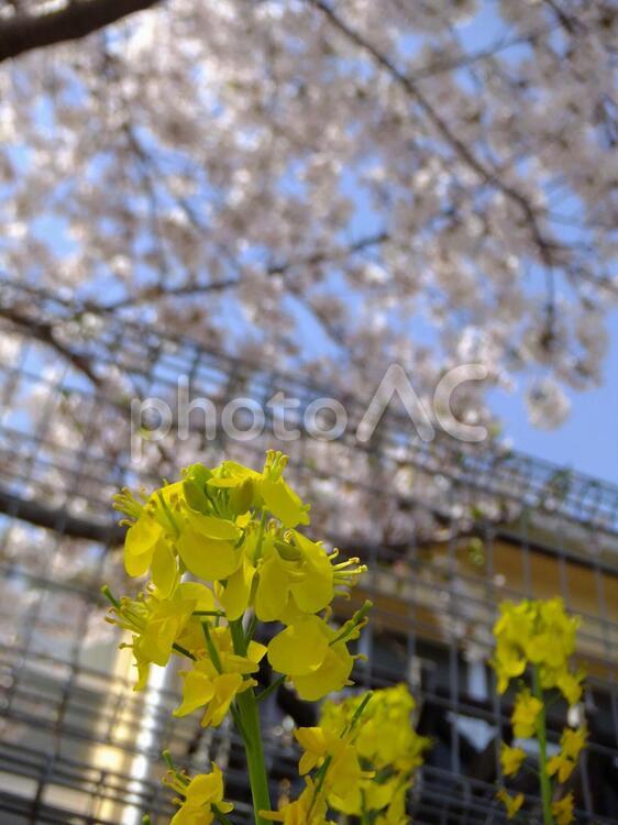 桜下の菜の花 春,植物,花の写真素材