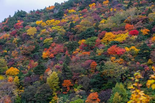 錦繍の紅葉に覆われた山肌 錦繍の紅葉に覆われた山肌 秋,紅葉,黄葉の写真素材