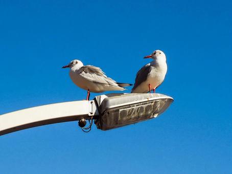 街灯にとまるカモメ 街灯にとまるカモメ カモメ,鳥,日本の写真素材
