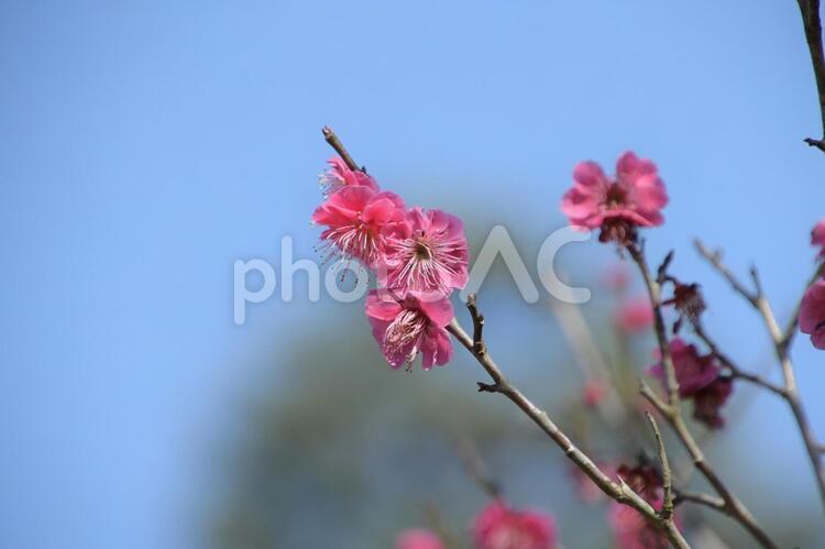 春のおとずれ 梅,植物,花の写真素材