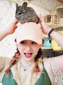 チンチラで可愛い チンチラで可愛いの写真