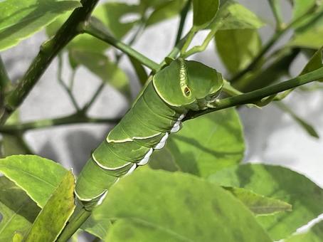 アゲハ蝶の幼虫、静かなる冒険 アゲハ蝶の幼虫、静かなる冒険の写真