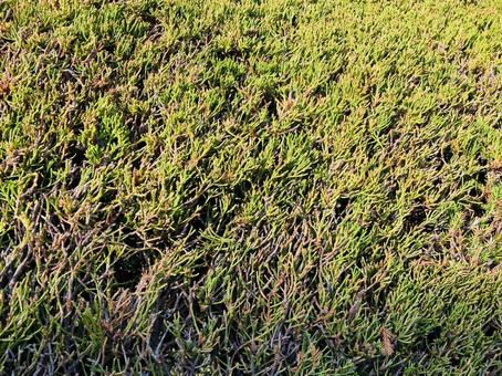 Pruned shrubs, JPG Pruned shrubs, JPG
