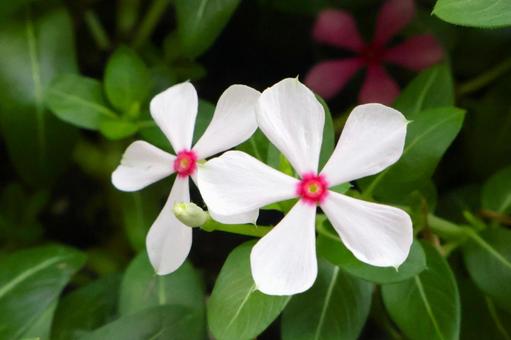 ニチニチソウの花(小輪ビンカ)初夏~秋1 ニチニチソウの花(小輪ビンカ)初夏~秋1の写真