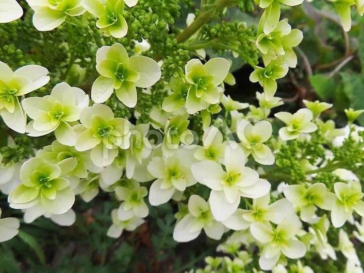 白いカシワバアジサイの花序 カシワバアジサイ,アジサイ,紫陽花の写真素材