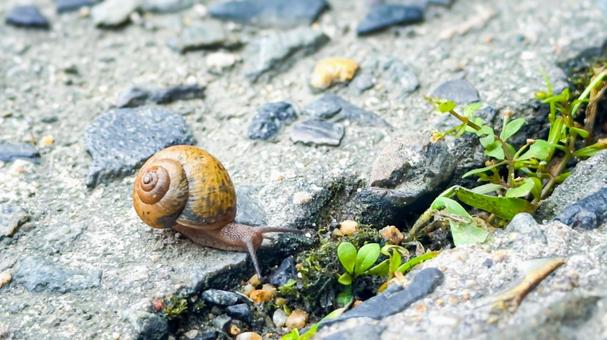カタツムリと緑の草 カタツムリと緑の草 カタツムリ,生き物,雨上がりの写真素材