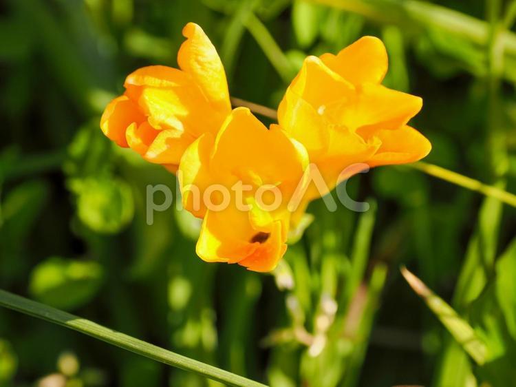 フリージアのある風景 フリージア,黄色い花,花の写真素材
