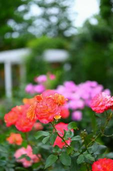 微熱の花園 微熱の花園の写真