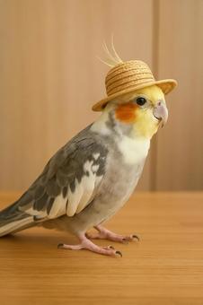 お出かけオカメインコ お出かけオカメインコの写真
