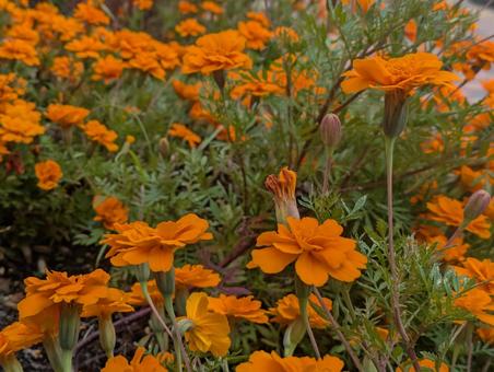 マリーゴールドの写真